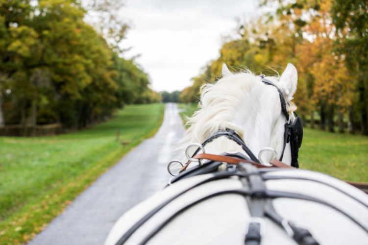 La route du poisson, manifestations dédiées aux chevaux de trait